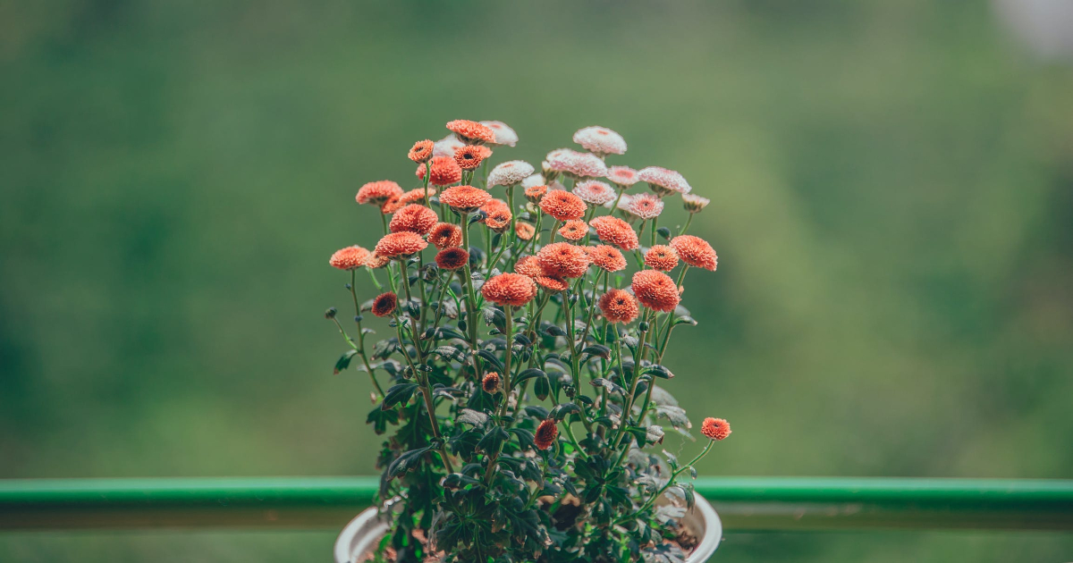 flower in the pot