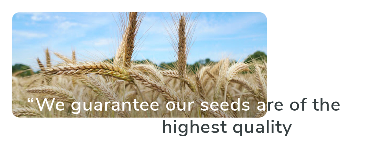 we guarantee our seeds are of the highest quality