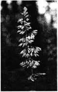 D:\0 wd yedek\acr yedek\1 film indirme\forbidden_magic_ancients_12_dosyalar\image123.jpg