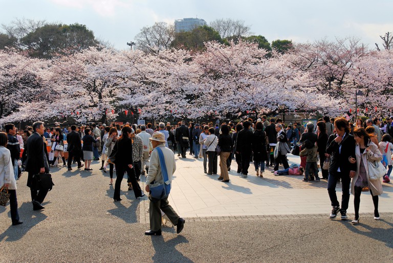 Crowd of Japanese people viewing cherry blossoms in Ueno Koen Park, Tokyo.