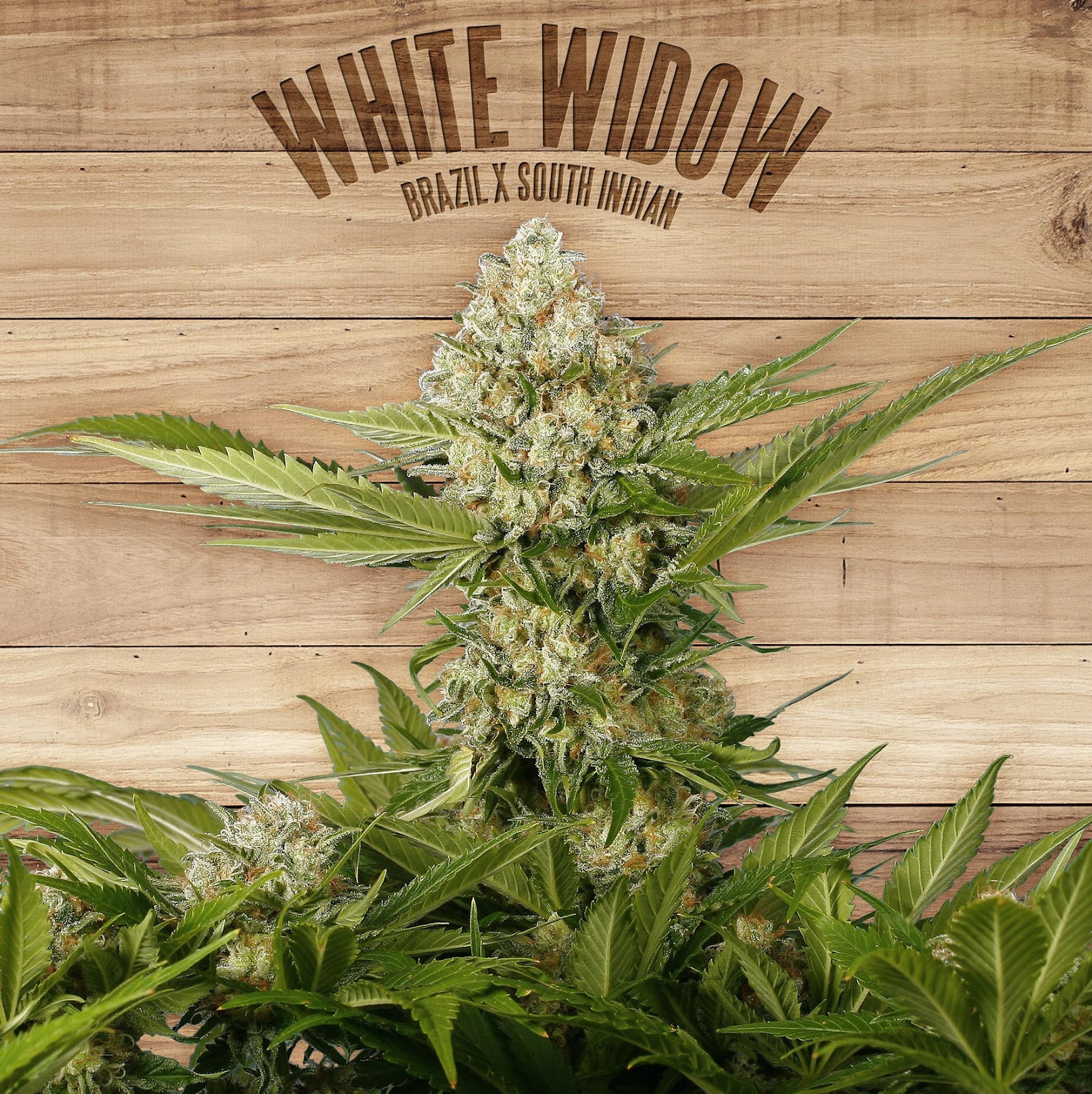 White Widow Branded Cannabis