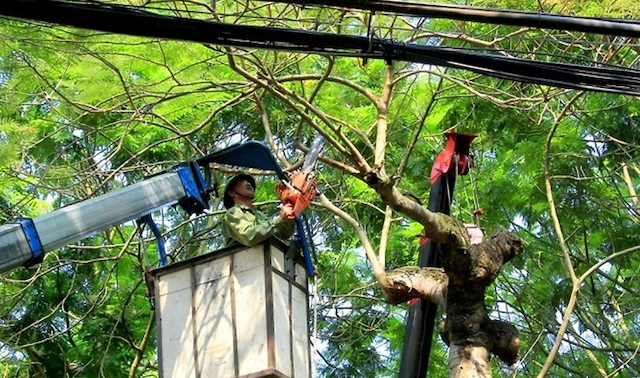 Dịch vụ Cắt tỉa cây xanh tại trảng bảng ở Vệ Sinh Cây Xanh Miền Nam