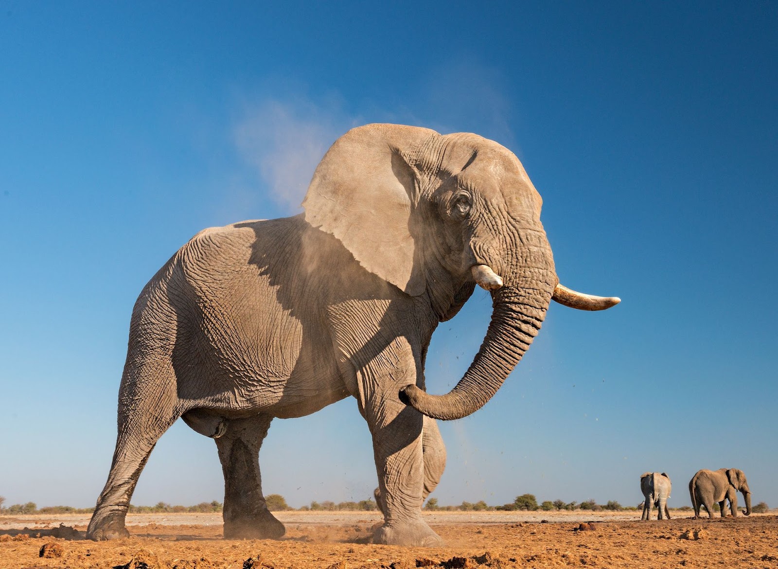 African elephant, facts and photos