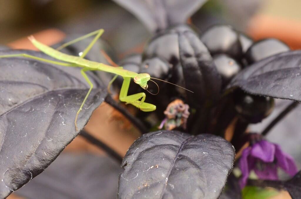 Do Praying Mantises Shed Their Skin