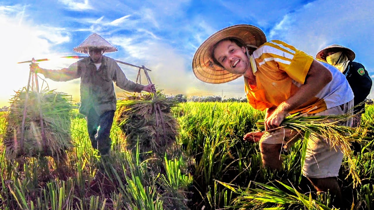Harvesting rice is one of those common local traditional works in Vietnam