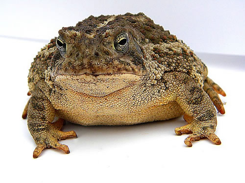 common-toad-l-10.jpg
