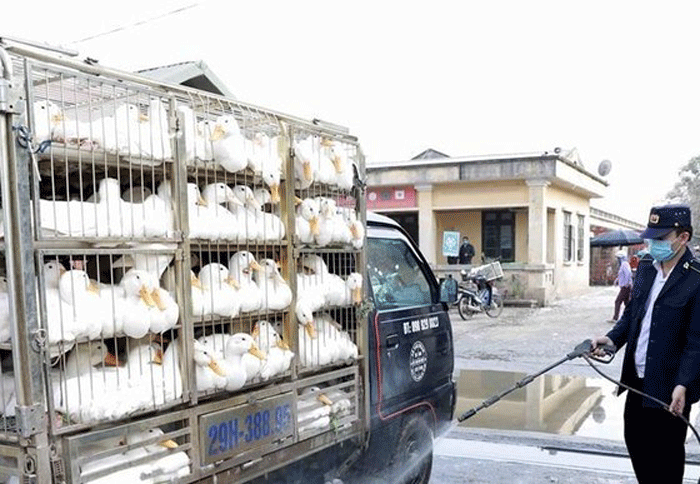 https://www.rfa.org/vietnamese/news/vietnamnews/vietnam-ministry-of-agriculture-rural-development-proposes-to-set-up-special-task-force-to-deal-with-poultry-trafficking-09192023092337.html/@@images/image