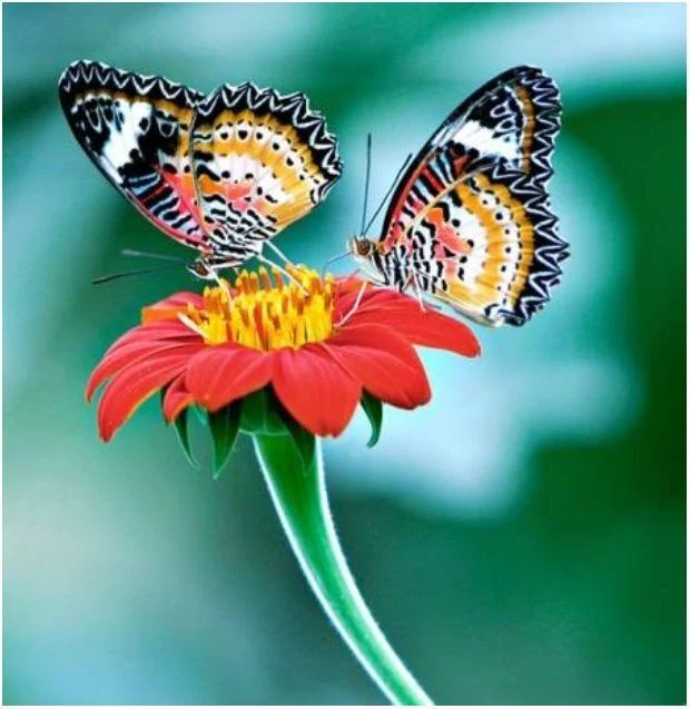 https://lh6.googleusercontent.com/oUIZU_oJGYInKgVH-bcw_KHw6dd14RgBzb37uUhyg7sv9SxVd6koF1mPRmp_ycBM94__4FVVD12mXWd-IGfj1CkxtWfPD15AloPHmqaGPOCD7R874eGiOmZYxVuUlqJN1zDLZI5S4_3ov5KSY0NyGQDygB2uWkxmHYiwYiOd9rrMdxL4pP7rUc6S7IHWyy7Du-Upp1GD-A