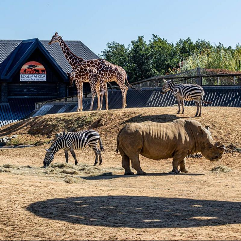 animal animallover elephant zebra