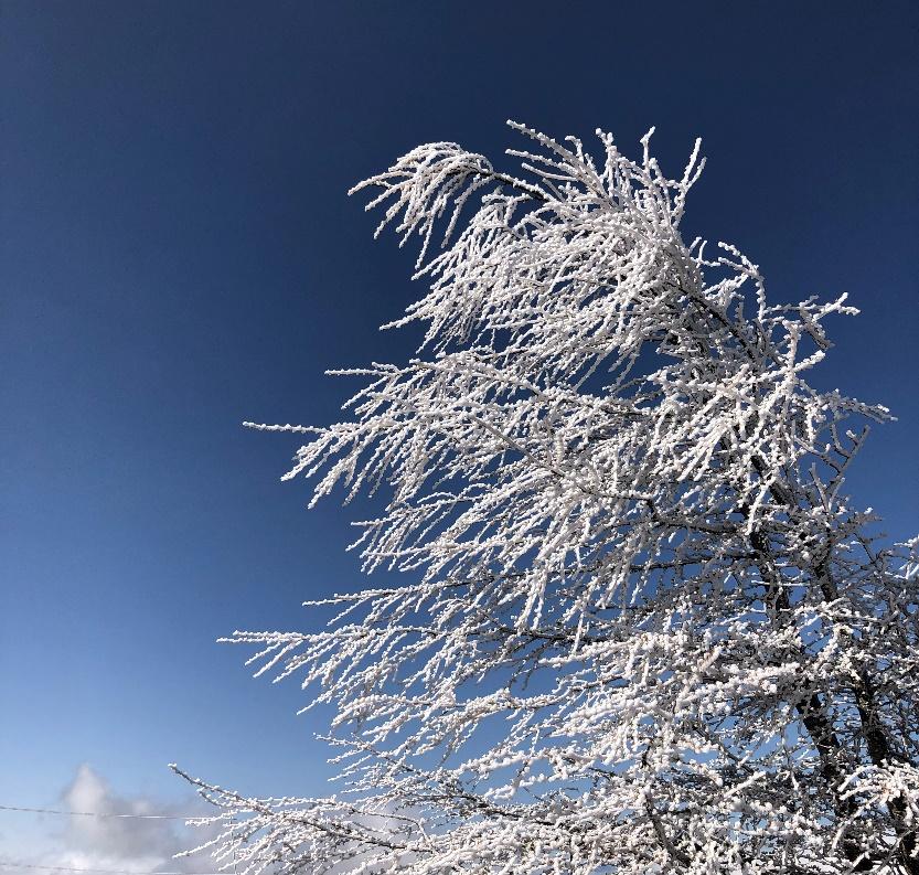 雪が積もった木

中程度の精度で自動的に生成された説明