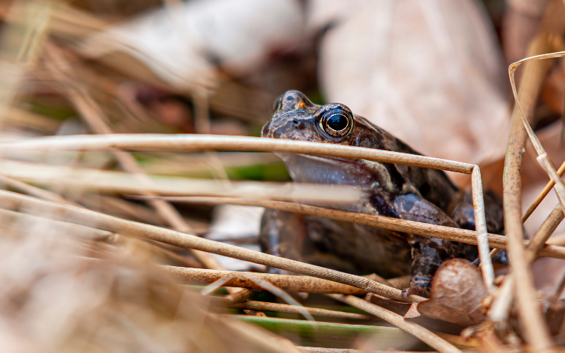 the secret spy frog picture prompt