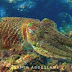 Faune Marine Du Littoral Marocain