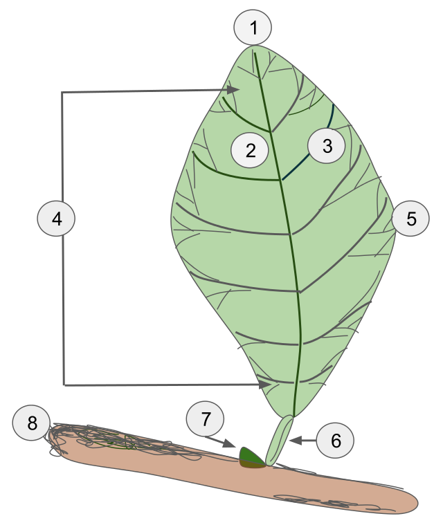 morfologia vegetal - folha