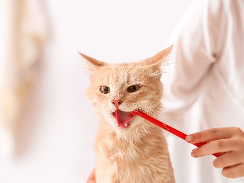 necessary-supply-for-cat-brushing