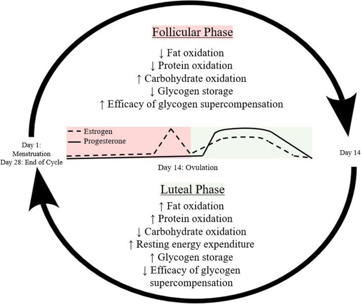 Nutrition physiology changes throughout the menstrual cycle