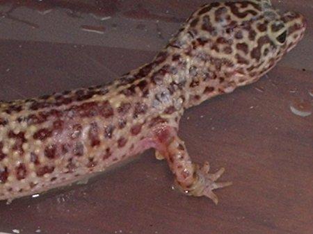 Image result for burns leopard gecko