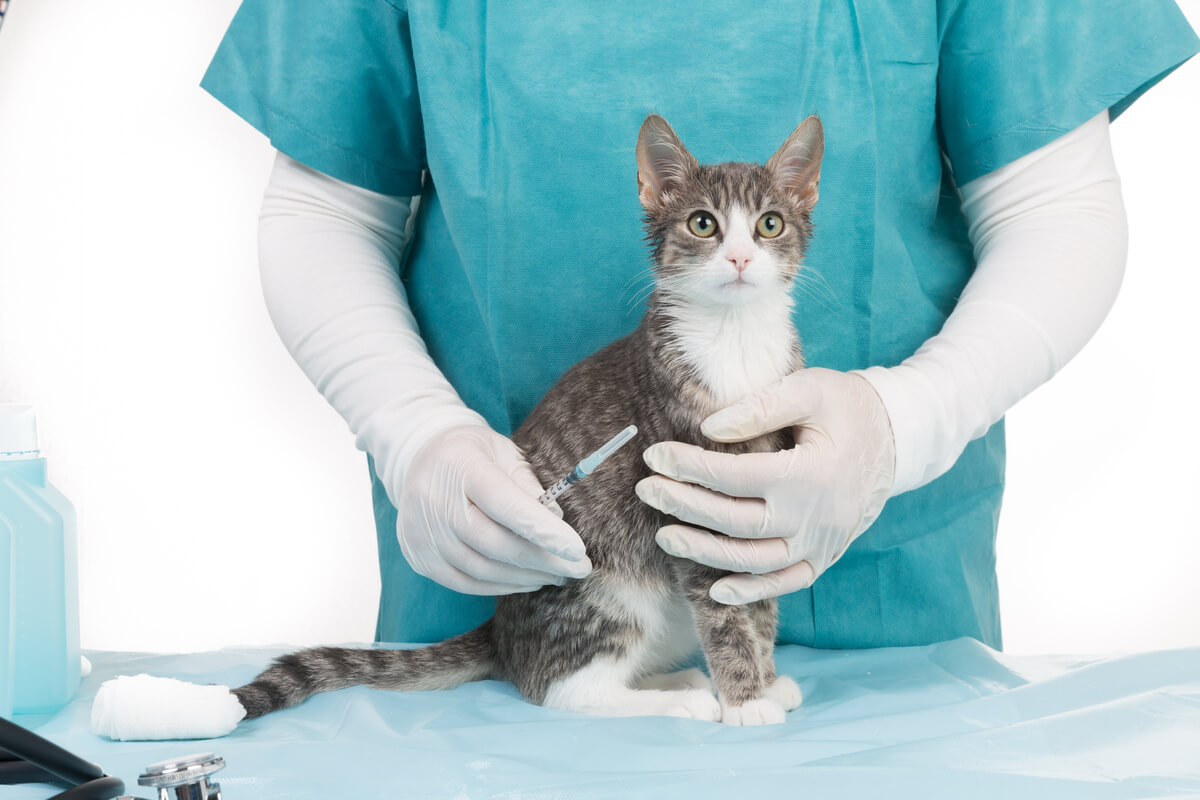 Cand se vaccineaza pisicile: ce trebuie sa stii pentru a proteja sanatatea  prietenului tau necuvantator | PetMaster.ro