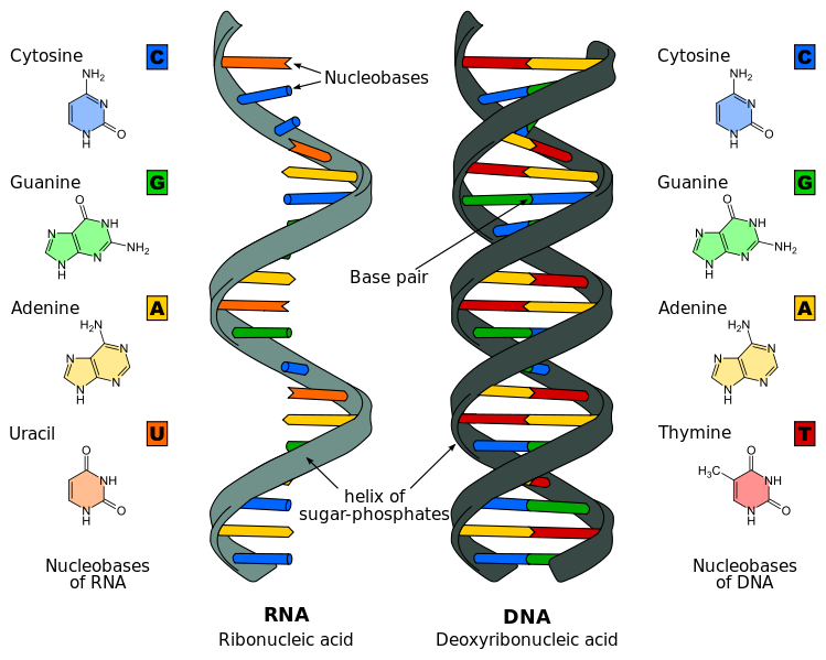 Fichier: Difference DNA RNA-EN.svg