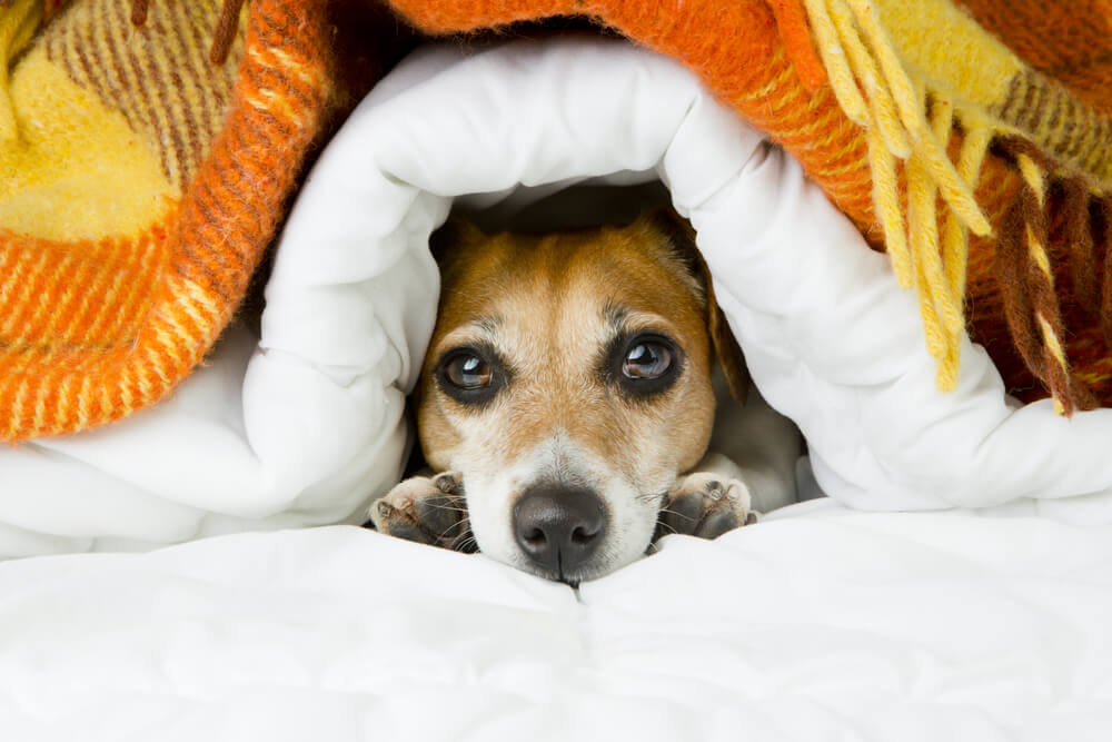 dog hiding under the blanket