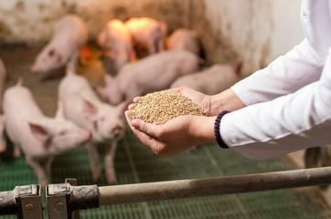 Veterinarian giving granules to piglets