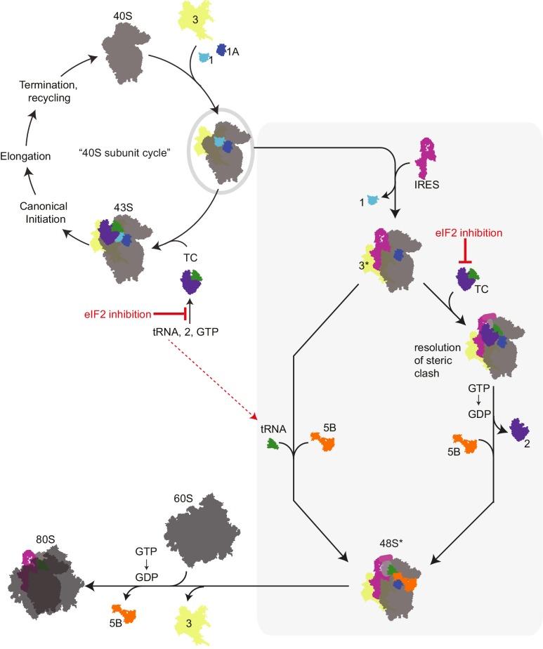 An external file that holds a picture, illustration, etc.
Object name is elife-21198-fig6.jpg