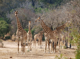 Sudafrica Kruger National Park