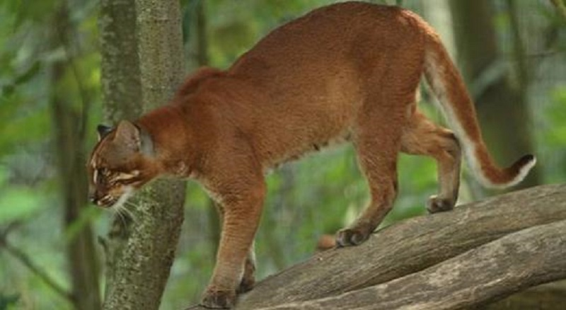 Kucing Merah Kalimantan (Photo: 1001 Indonesia)