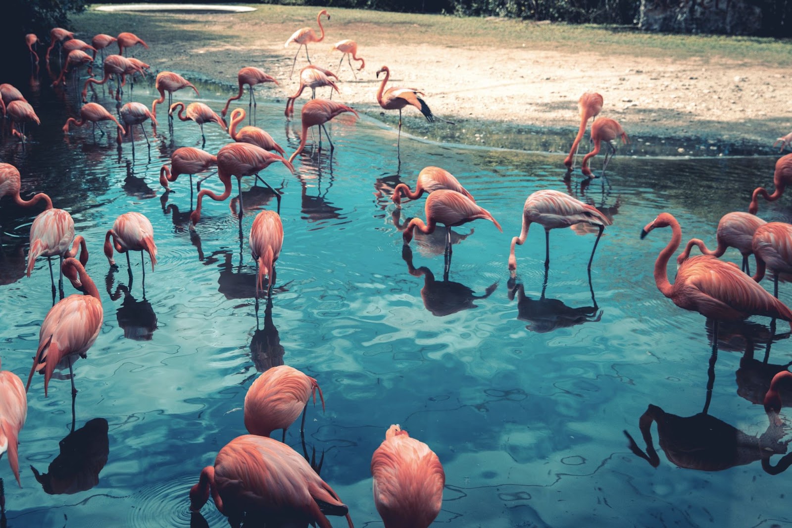 Pink flamingos in Italy