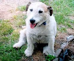 Image result for george the jack russell