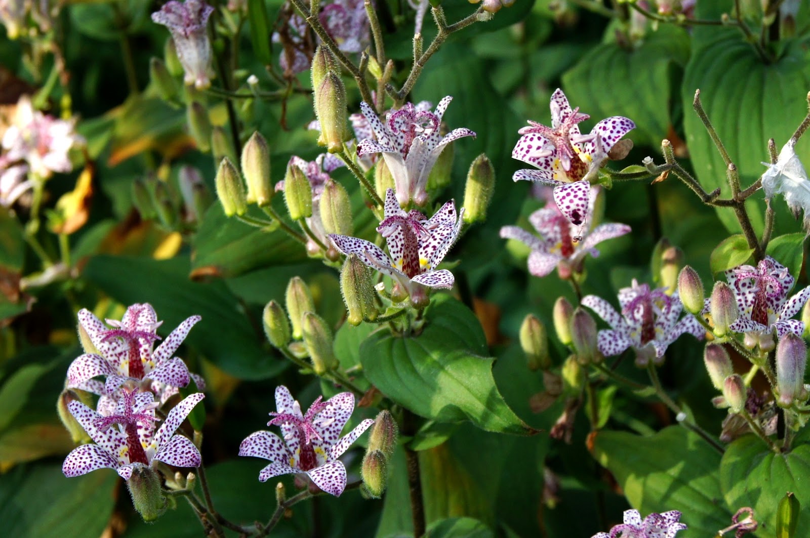 https://upload.wikimedia.org/wikipedia/commons/d/de/Tricyrtis_formosana_Baker_JdP_2.jpg