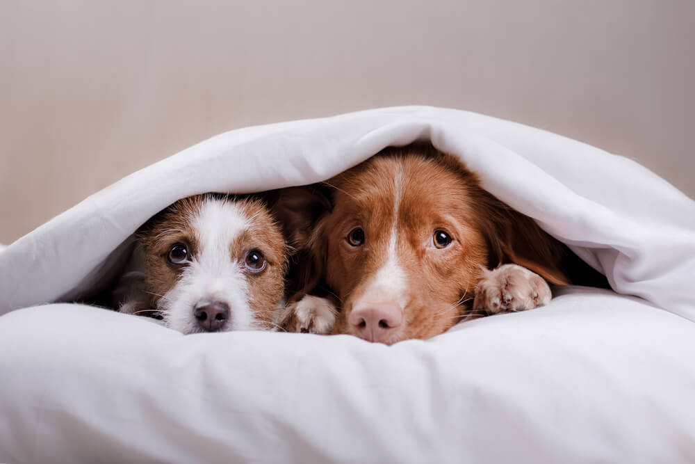 dogs scared off by fireworks hiding under a blanket