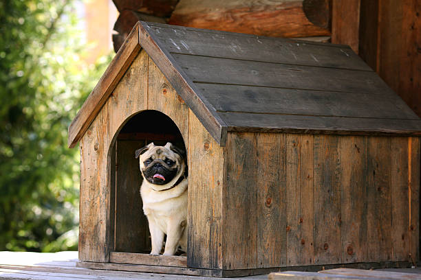 luxury dog house plans
