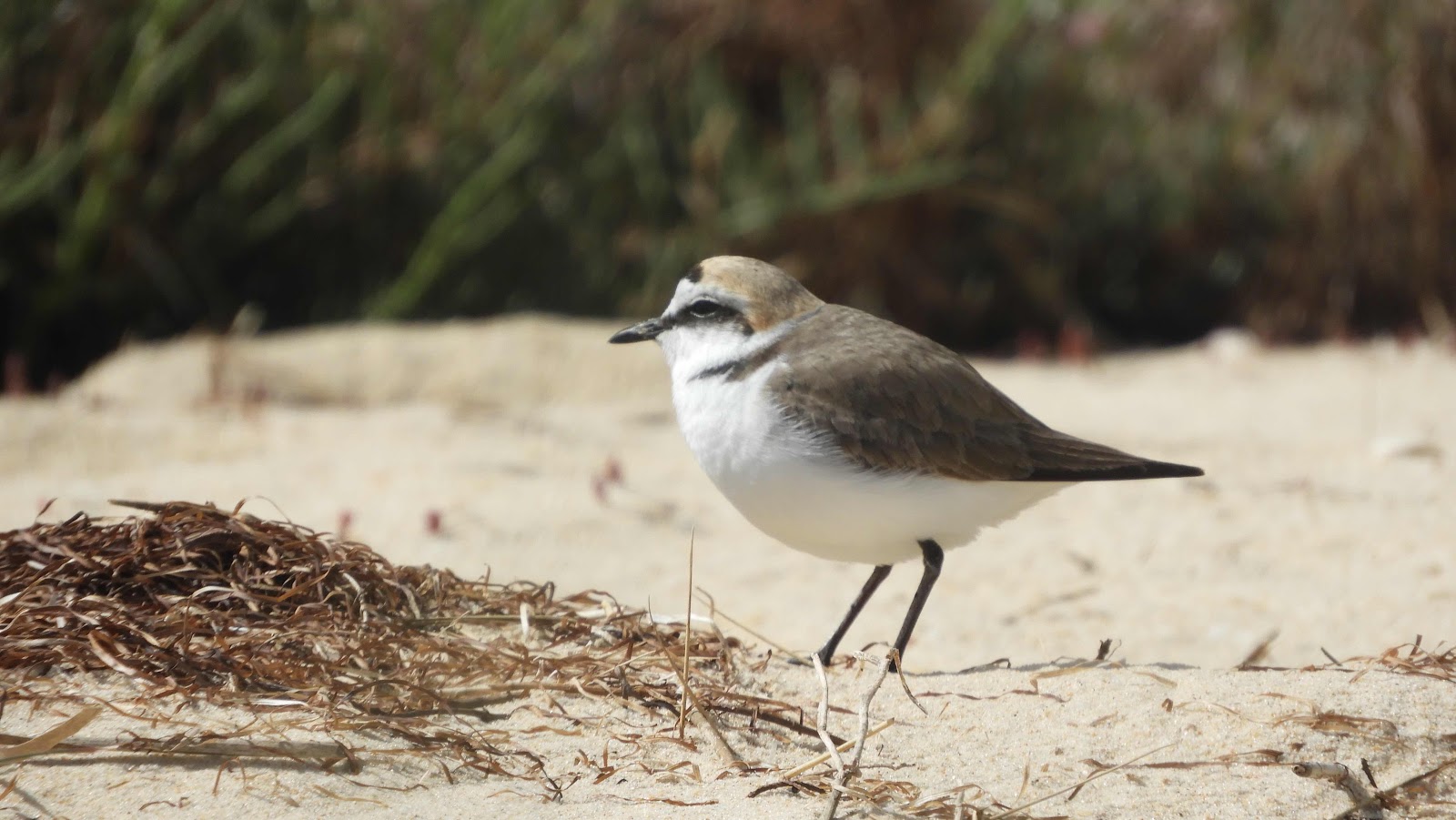 Plover on Casela Velha beach, Algarve, Portugal