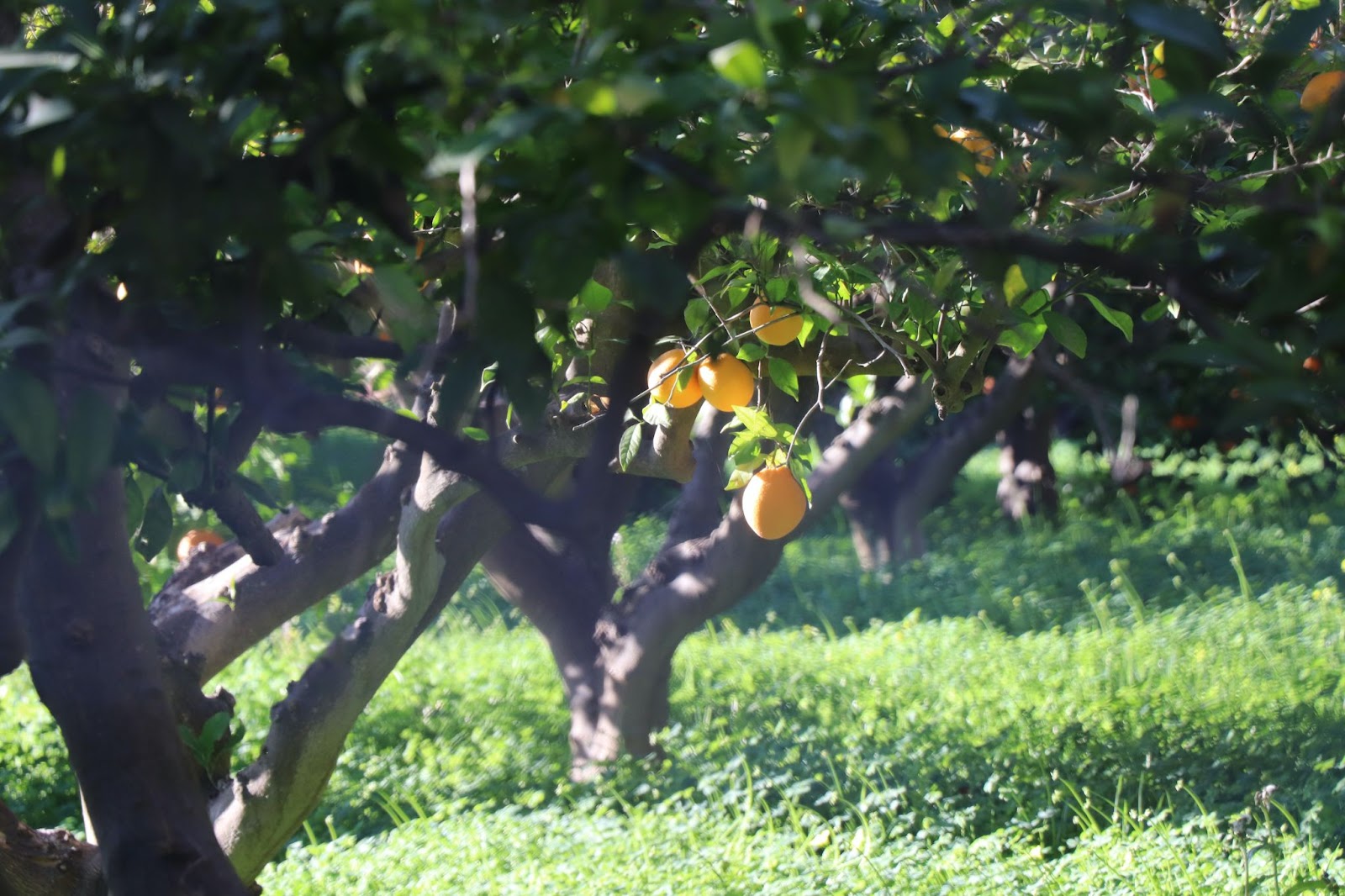 Master the Art of Fruit Tree Care: Expert Tips for Thriving Trees