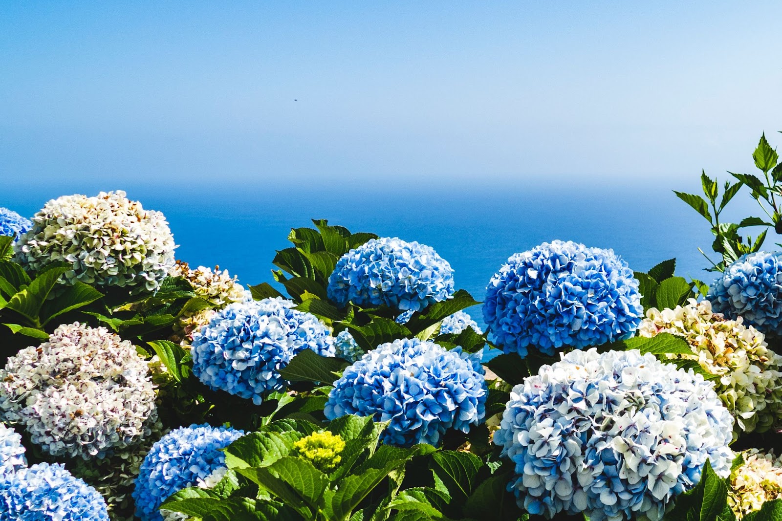 Hydrangea flower with a landscape view
