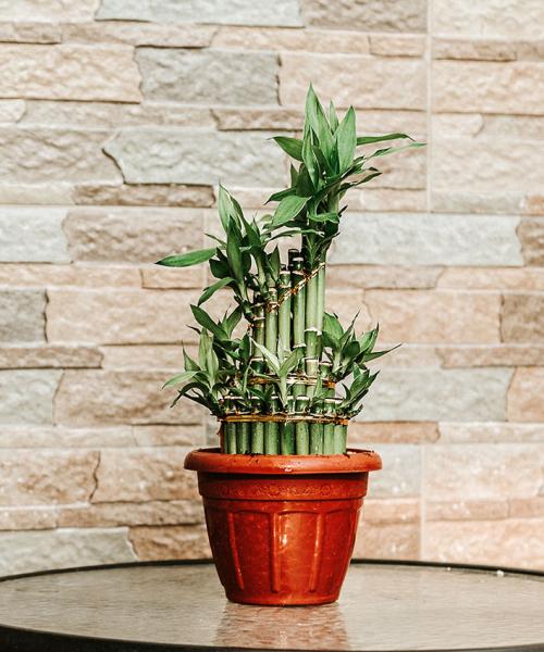 https://cf.ltkcdn.net/feng-shui/images/slide/217967-500x600-lucky_bamboo_arrangement.jpg