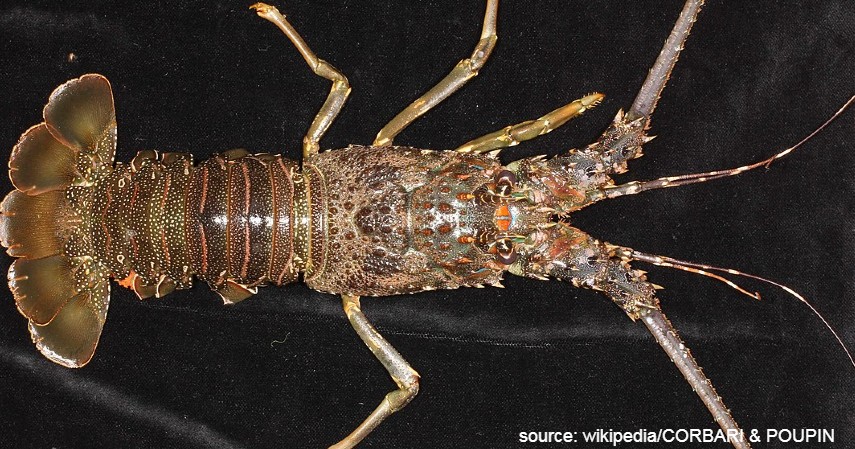 Lobster Pasir - Panulirus Homarus - 6 Jenis Lobster di Indonesia Beserta Peluang Bisnisnya