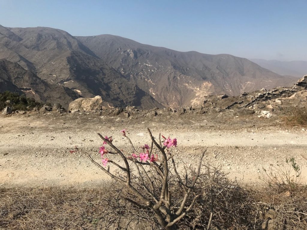 A desert rose stands out in the Omani Desert