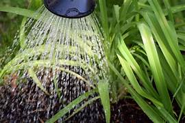 Improper Watering