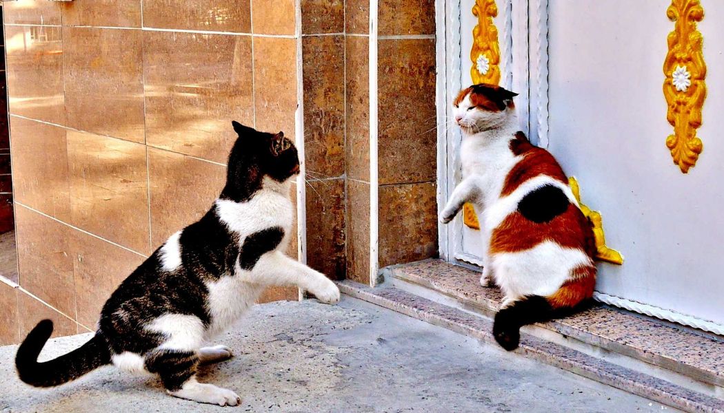 Territorial-Aggression-in-Cats