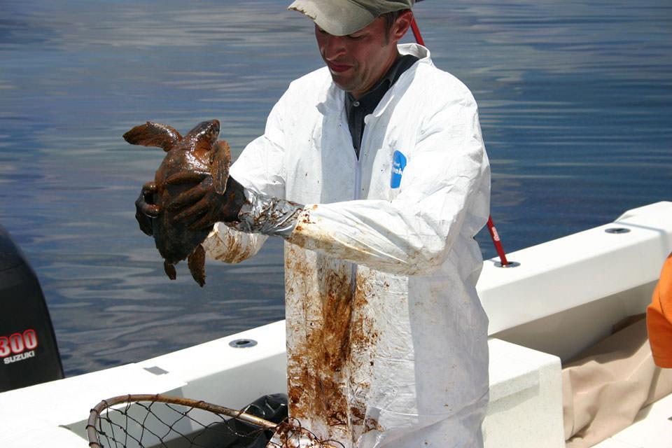 Dr. Brian Stacy, NOAA veterinarian, prepares to clean an oiled Kemp's ridley turtle. Veterinarians and scientists from NOAA, the Florida Fish and Wildlife Commission, and other partners working under the Unified Command captured heavily-oiled young turtles 20 to 40 miles offshore as part of ongoing animal rescue and rehabilitation efforts. Credit: NOAA and Georgia Department of Natural Resources.