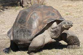 Image result for galapagos islands biggest tortoise