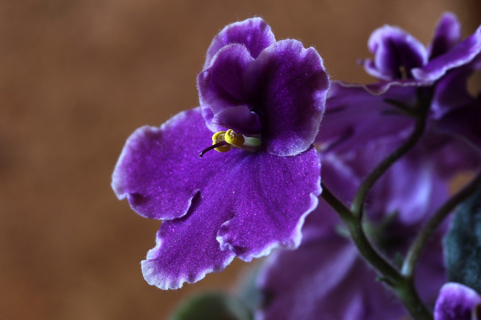 dog friendly plants african violets