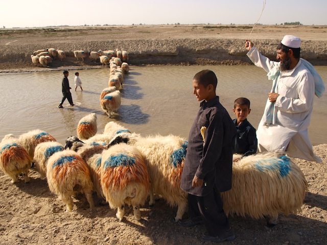 A shepherd and his family walk their cattle in Zaranj, capital of Afghanistan’s Nimroz Province. In the absence of comprehensive census data, the Baloch intellectual Abdul Sattar Purdely tells IPS that Afghan Balochs number about two million, though not all speak the Balochi language. Credit: Karlos Zurutuza/IPS