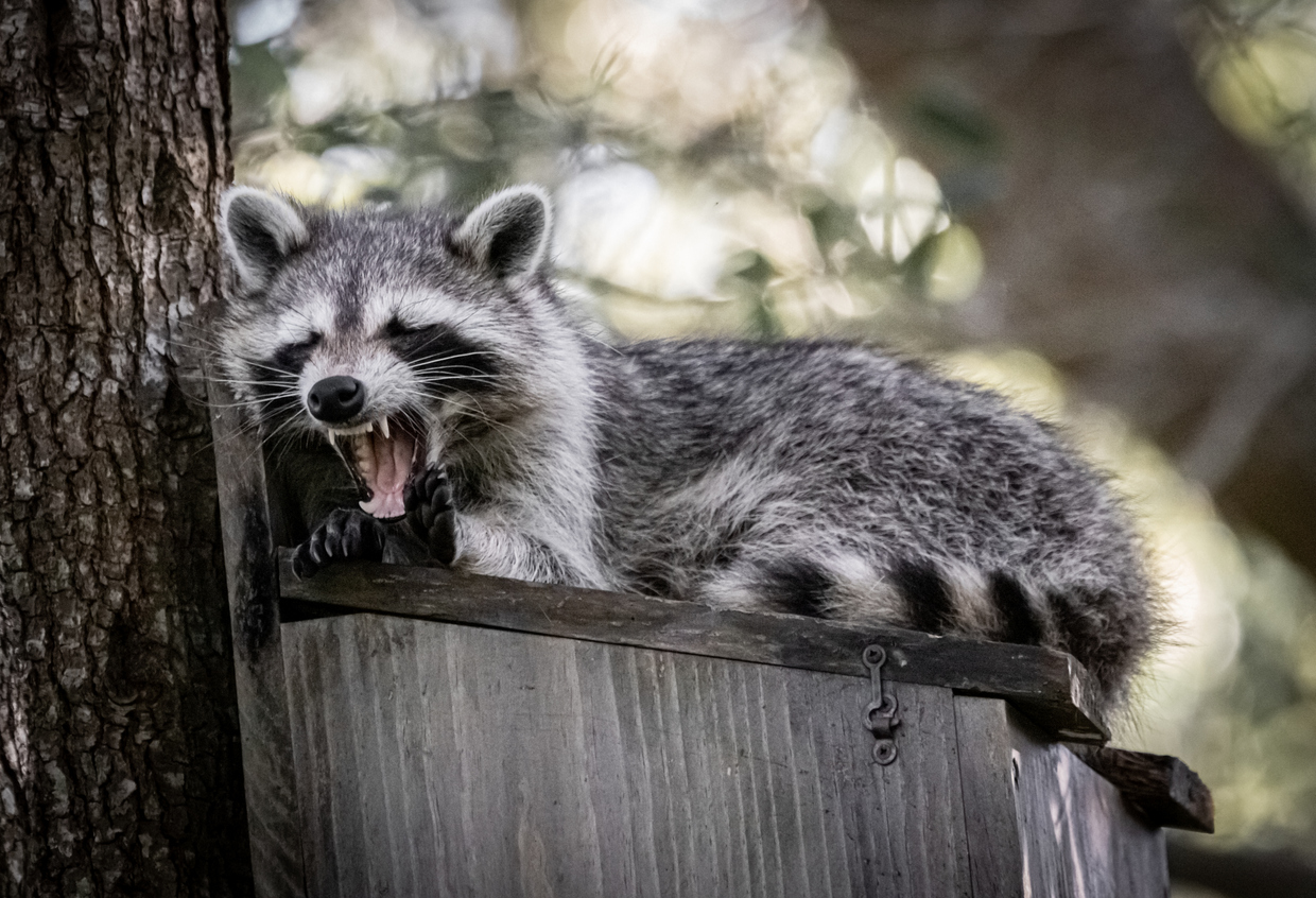 Why Do Raccoons Scream