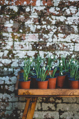 bunch of potted plants on a wooden table in front of a wall