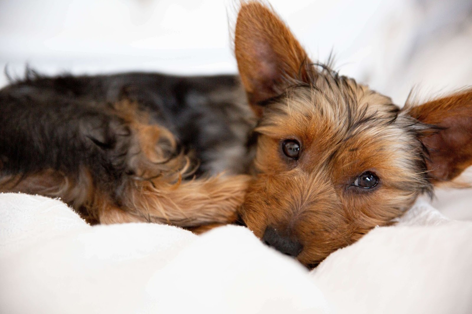 Why Do Yorkies Scratch Their Beds?