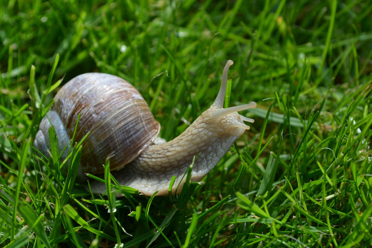 Snails
