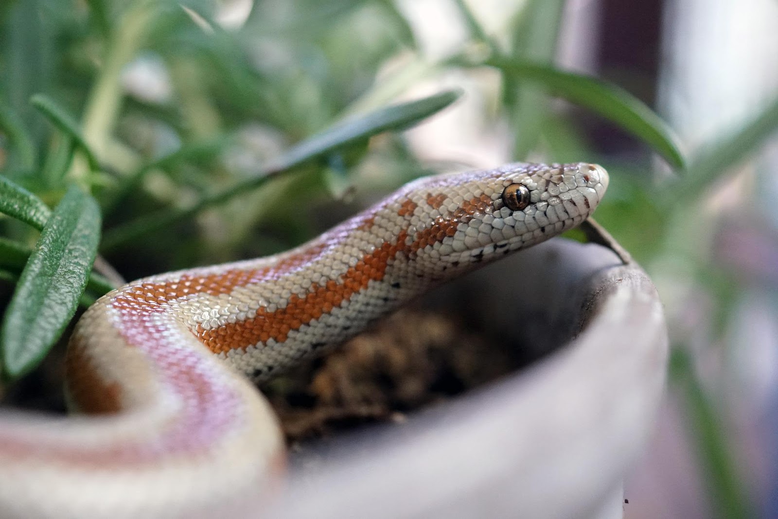 Snake in potted plant container