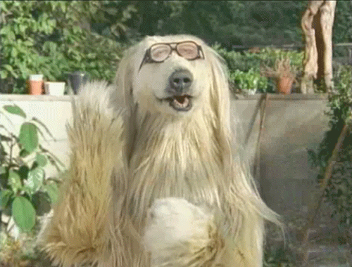 Dog with sunglasses clapping enthusiastically.